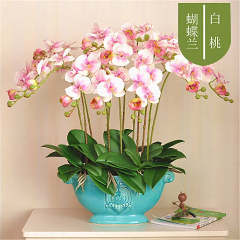 以綠蘋果之姿，獻禮師恩 泰西絲蝴蝶蘭，一份小眾而名貴的匠心之選